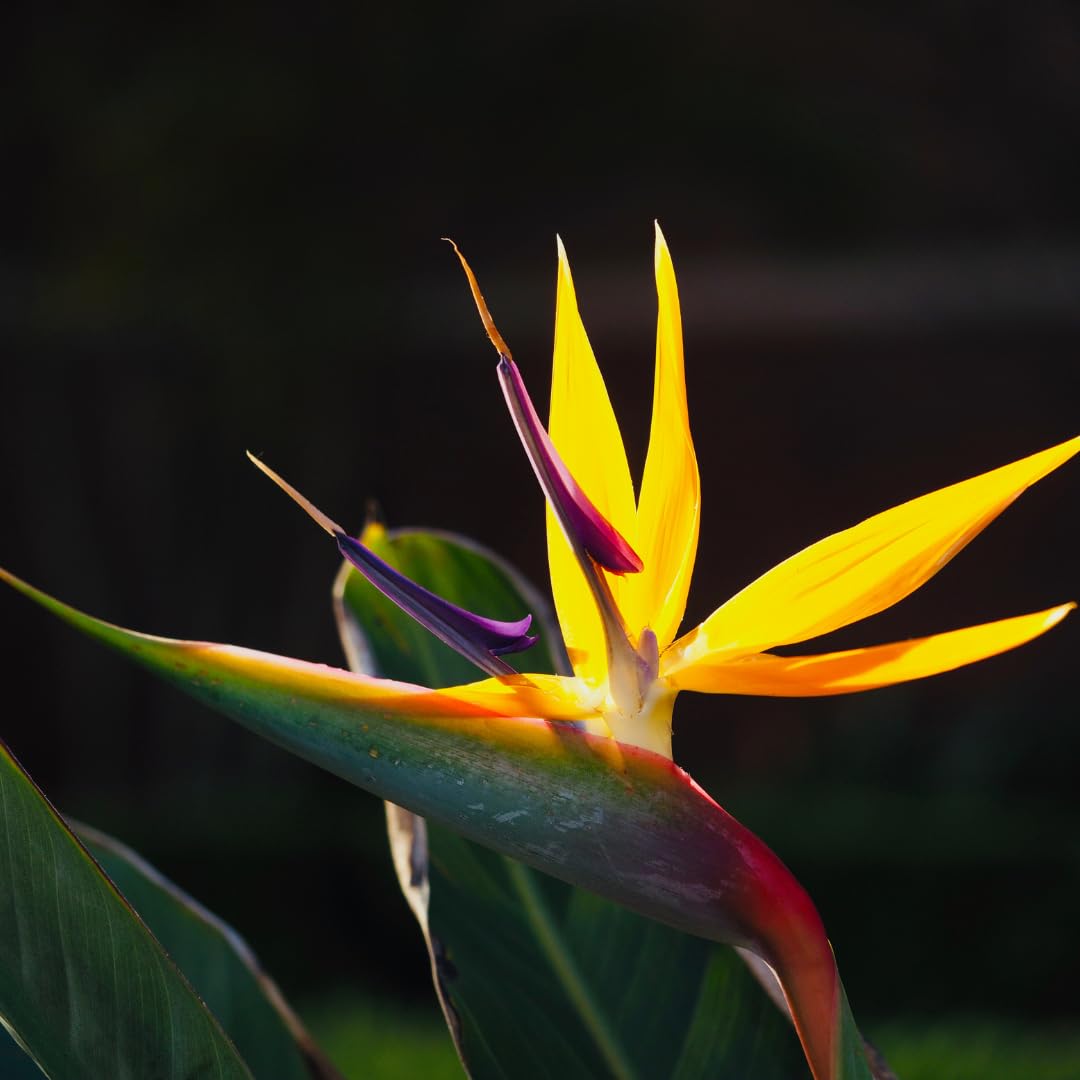 Bird of Paradise Plant - Live Tropical Ornamental Houseplant, Indoor and Outdoor Planting, Zones 9-11 (Yellow)