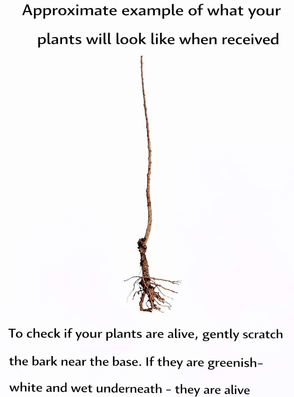 2 Chickasaw Plum Trees/Shrubs - 12-18" Tall Live Plants - Native Fruit Bushes - Prunus angustifolia - (2 Pack)