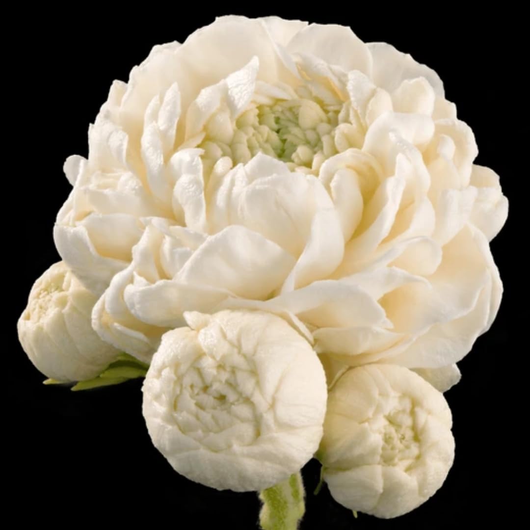 Grand Duke Jasmine Plant | Tuscany Jasmine Plant | Size 5 to 8 Inch Tall | Fragrant Flowering Jasmine | Year Round Blooming | Well Rooted