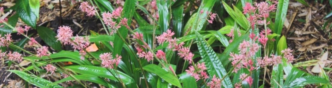 Carex scaposa Live Plant – Chinese Pink Fairy Sedge – Evergreen Ornamental Grass – Pink Plume Flowers – Shade Loving – 3.5” Pot – Zones 7a–9b