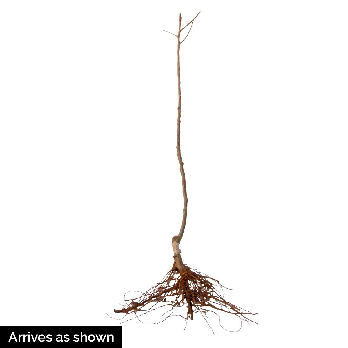 GURNEY'S - McIntosh Apple Fruit Tree, Dormant Bare Root Starter Tree, 1-Pack - Due to State restrictions Can't Ship to Montana
