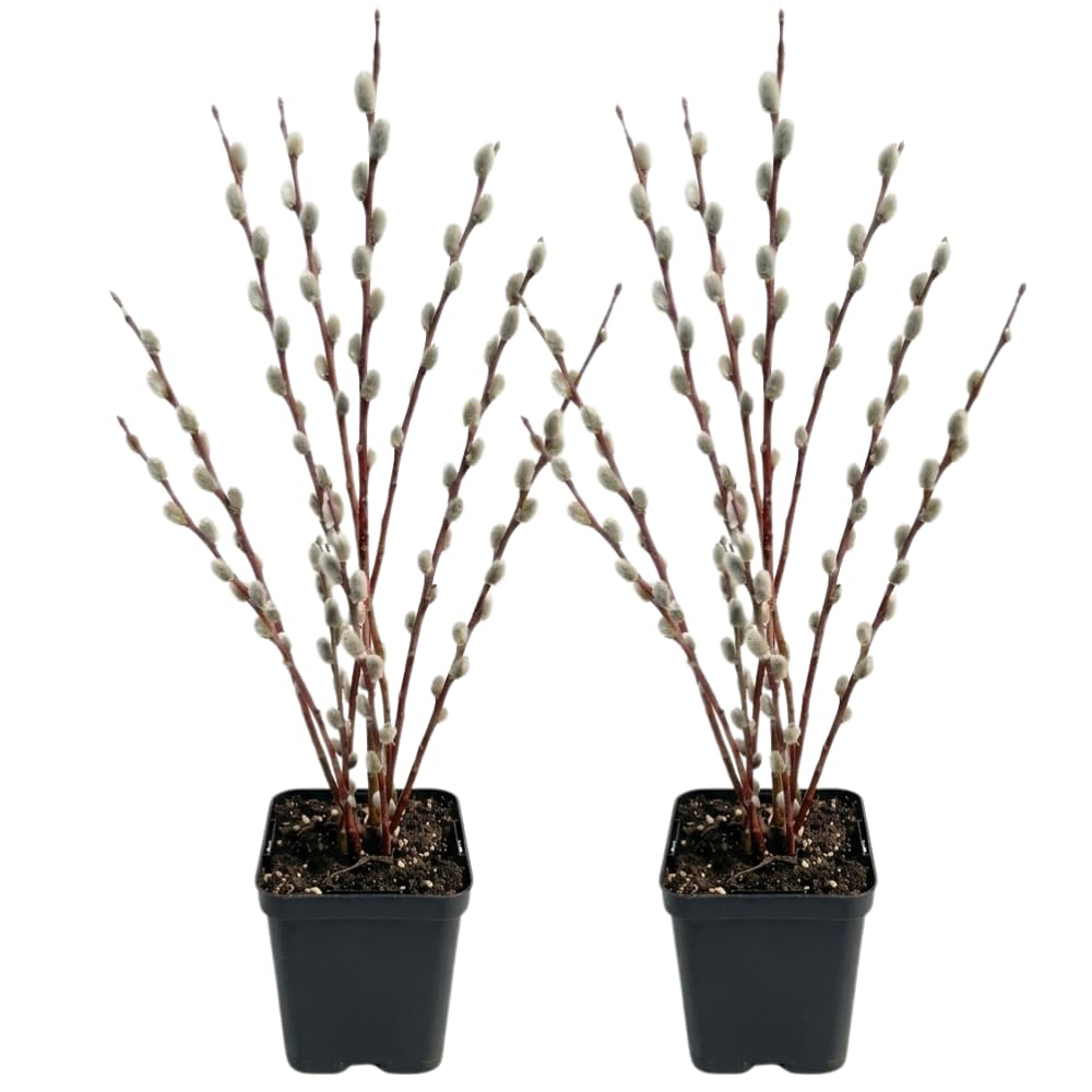 2 French Pussy Willow Live Plant, 12-18 Inch Tall in 2.5 Inch Pot, Pussy Willow Tree for Outdoor Planting, Ideal for Landscape Use and Seasonal Interest, Easy to Care