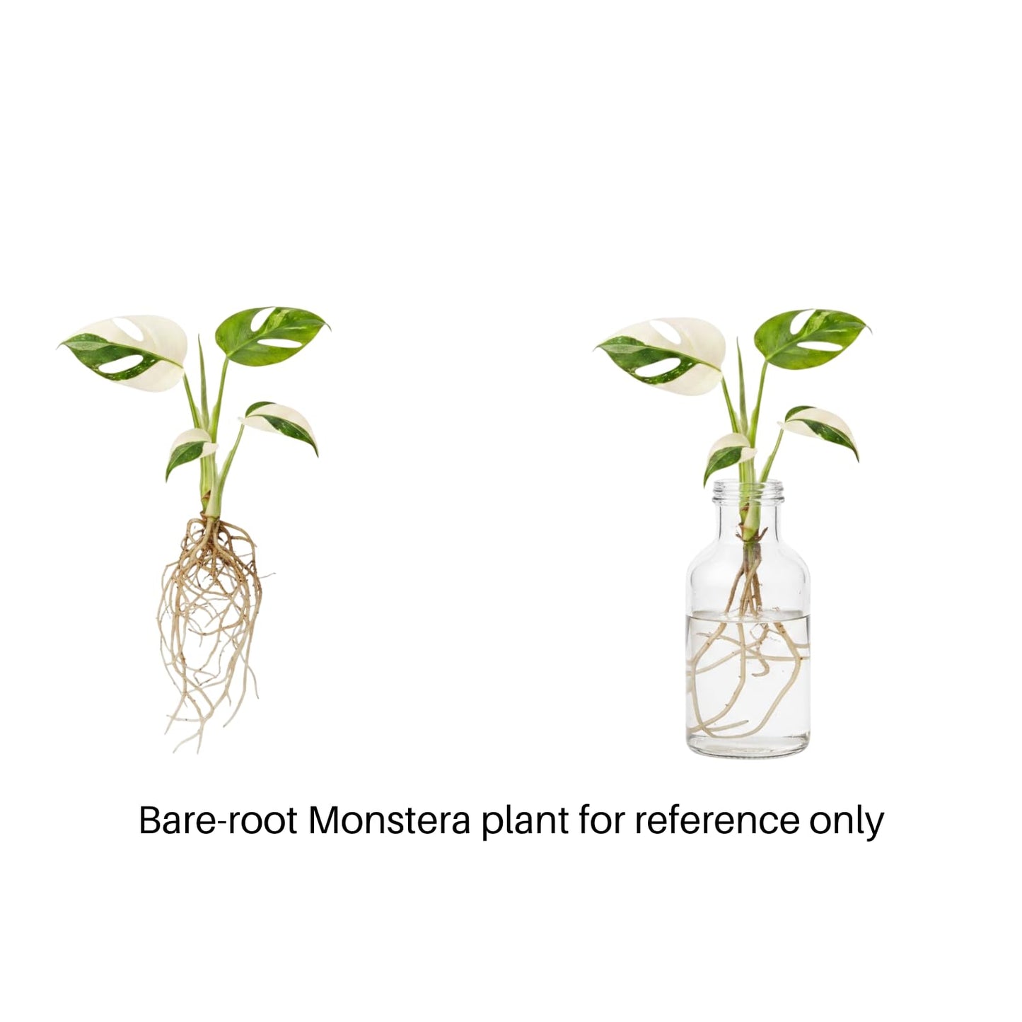 Constellation Monstera Plant, Rare Variegated Monstera Live Plant, Philodendron Houseplant for Indoor Growing, 4 to 6 Inc Tall
