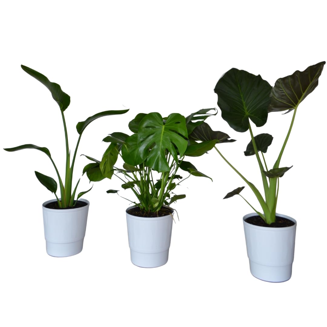 Live Plant Starter Pack | 3 Large Indoor Plants in 10” Pots – Alocasia Regal Shield, White Bird of Paradise & Monstera Deliciosa | Perfect for Apartments, New Homes, Dorm Rooms & Housewarming Gifts