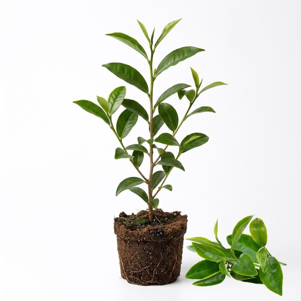 Camellia Sinensis Live Plant | Camellia Plant | Tea Leaf Plant 4 Inch Tall | Compact Evergreen Shrub for Containers, Courtyards, Garden Borders & Outdoor Landscaping
