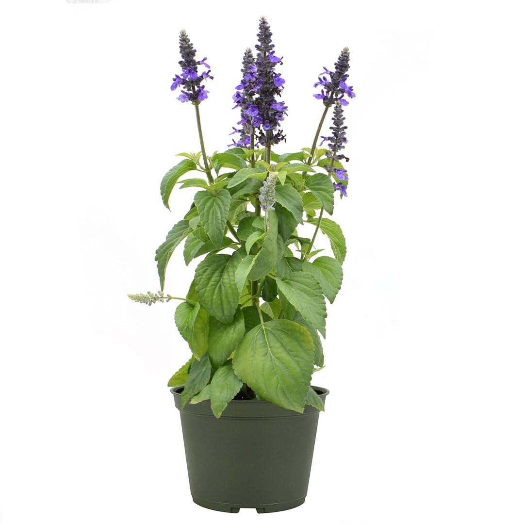 American Plant Exchange Purple Salvia Blue Sage – 6-Inch Pot – Live Flowering Perennial Plant, Drought Tolerant Easy Care Blooms for Outdoor Garden, Landscape, or Patio Decor