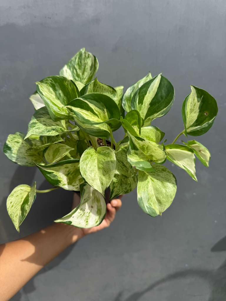 PLANTVERS Manjula Pothos in 4" Decorative Pot – Live Variegated Pothos Plant – Easy Care Indoor Houseplant – Air Purifying Low Maintenance Plant for Home or Office Décor