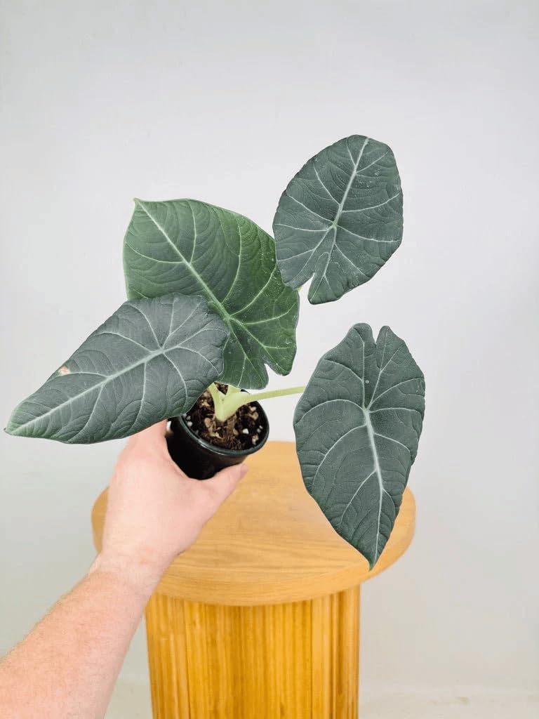 Alocasia Maharani (Grey Dragon) 5-9" Live Plant - Rare Jewel Alocasia with Thick Textured Foliage - Compact Indoor Houseplant - Exotic Living Decor