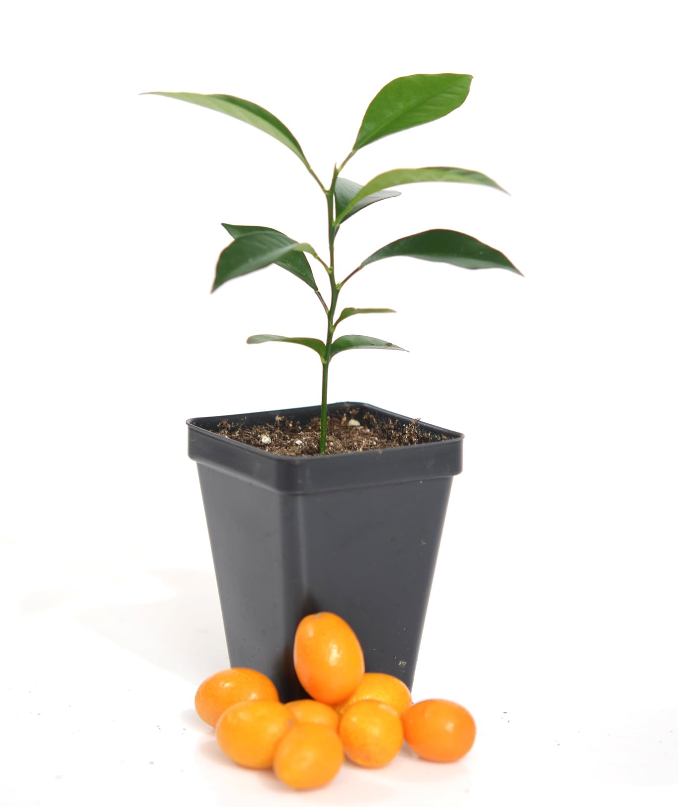 Kumquat Tree Starter Plant. Fortunella Margarita. 3" - 5"