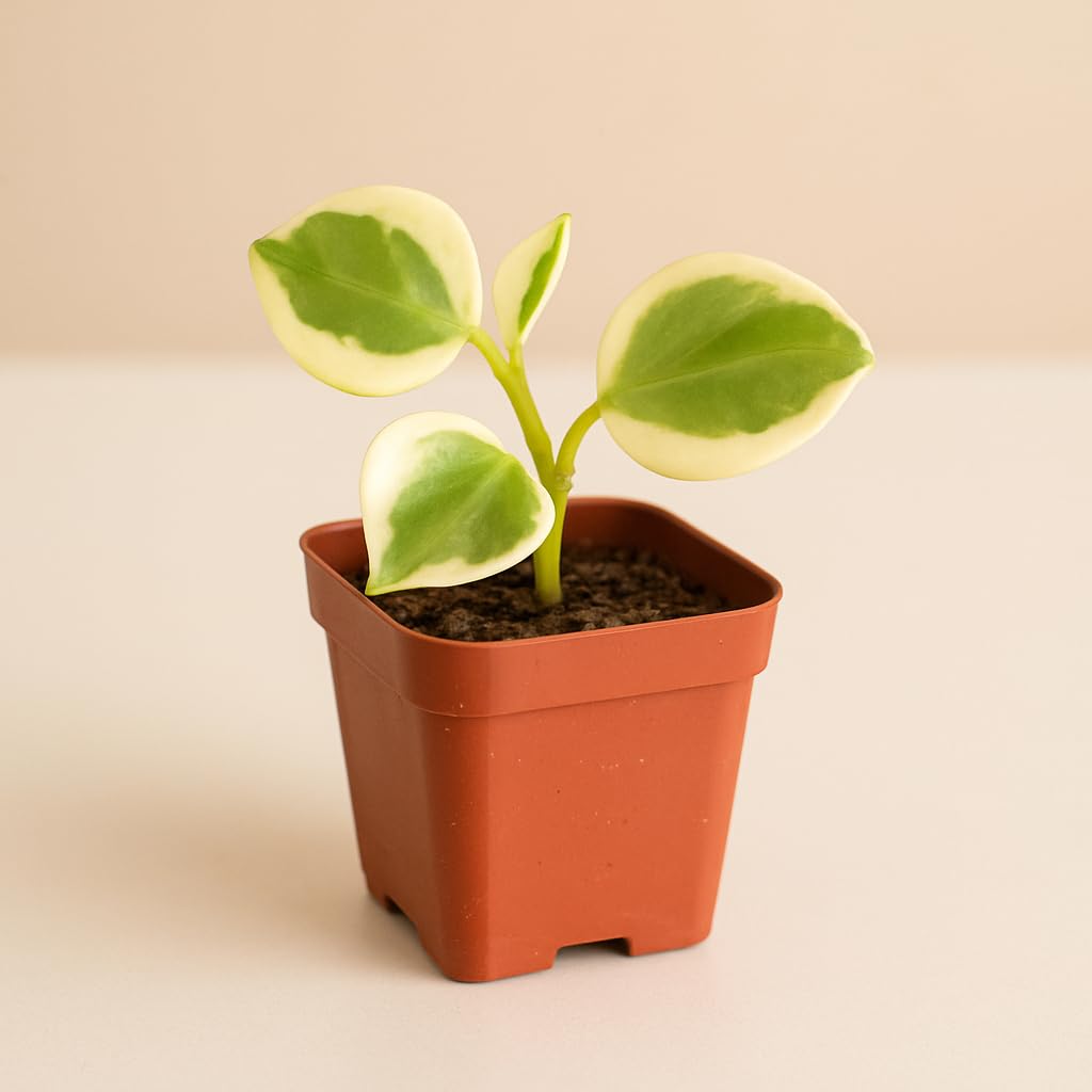 Cupid Peperomia (Peperomia scandens 'variegata) – Live Plant in 2 Inch Pot - Compact, Easy-Care Houseplant with Trailing Charm