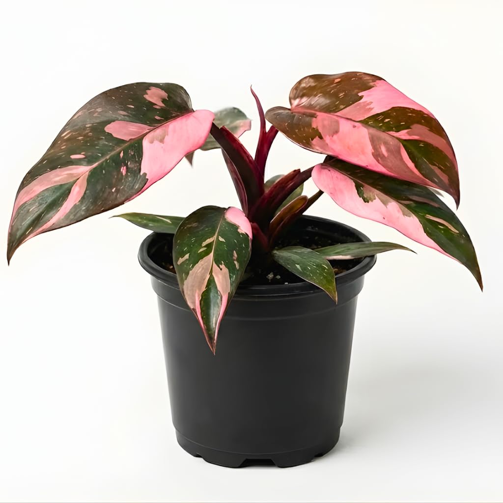 Philodendron Pink Princess Plants | Pink Princess Plant Live Houseplant in 4” Inch Pot | Easy-Care Indoor Plant for Shelves, Desks & Modern Spaces