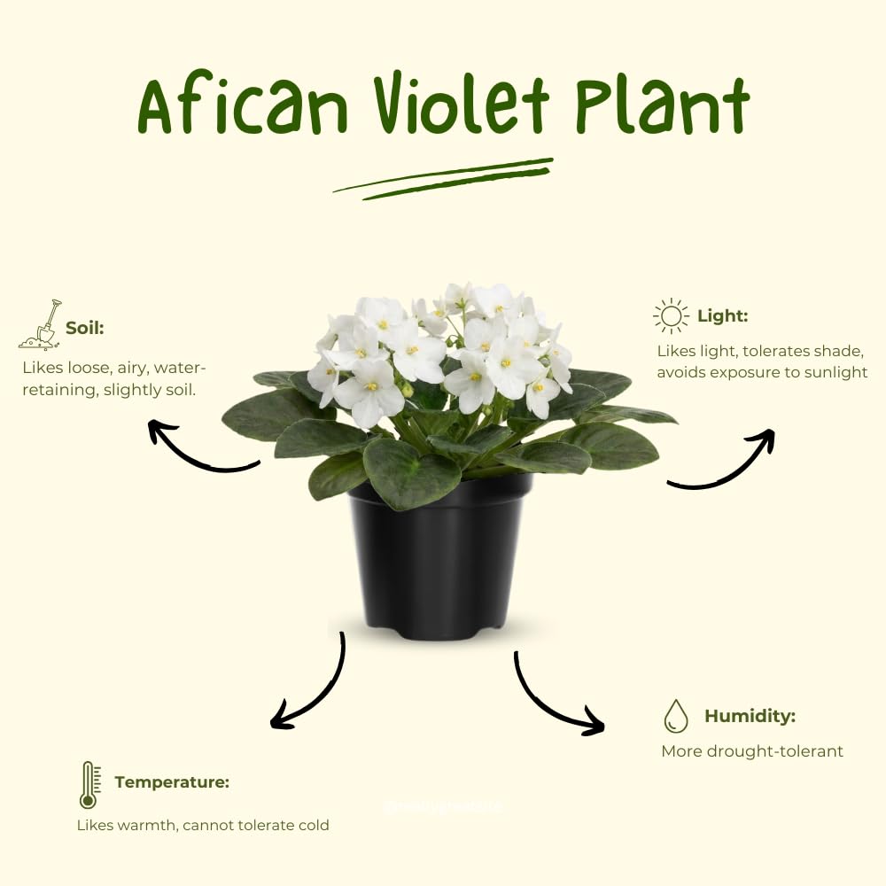 African Violet Live Plant in 4 Inch Pot, Flowering Houseplant, Easy Care Indoor Plant with Vibrant Blooms (White African Violet)