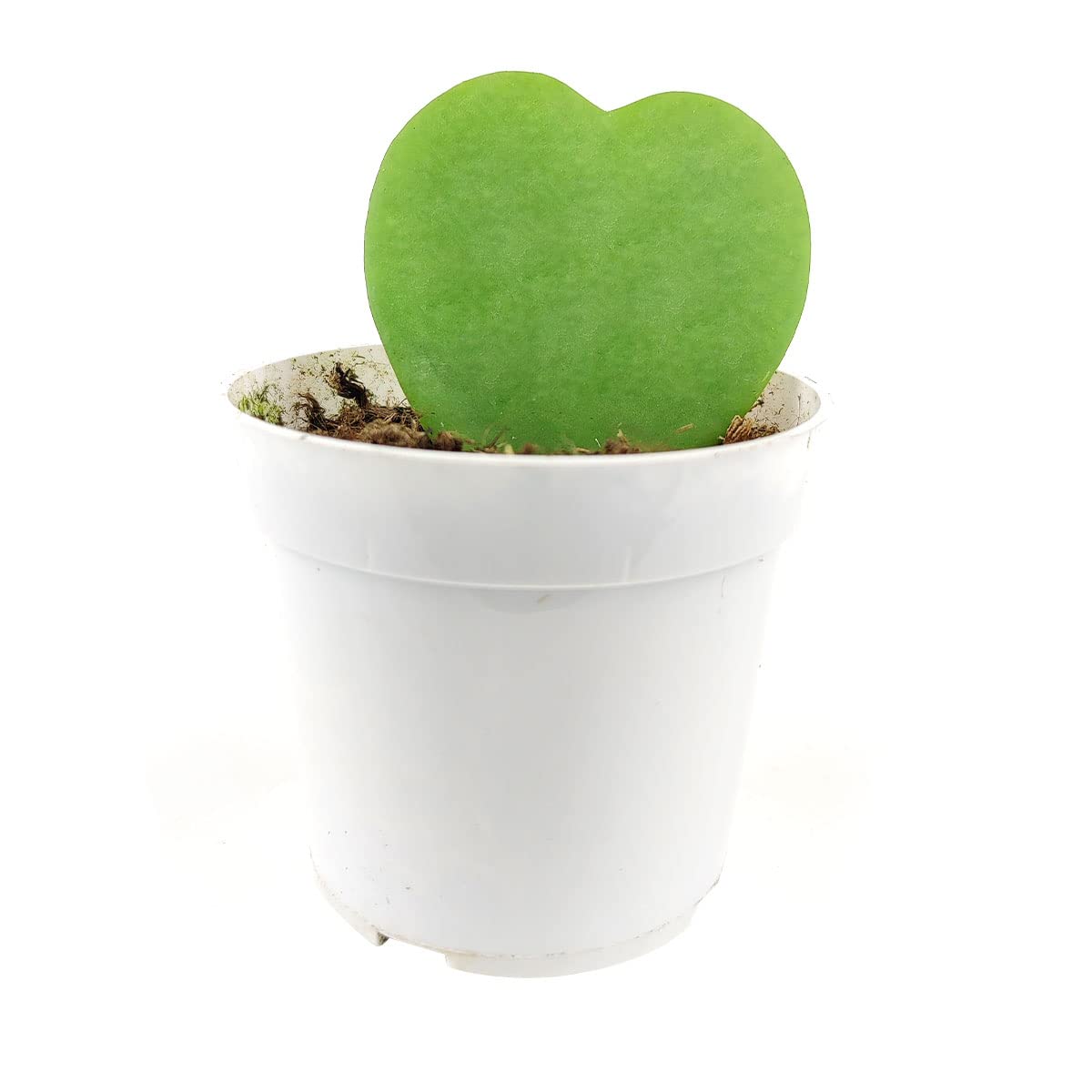 Live Houseplant 4" Hoya Kerrii Heart - Easy Care Indoor Plant - House Plants Indoors Live - Low Light House Plants - Plants Live Houseplants - Air-Purifying Houseplant for Gift or Home Decoration
