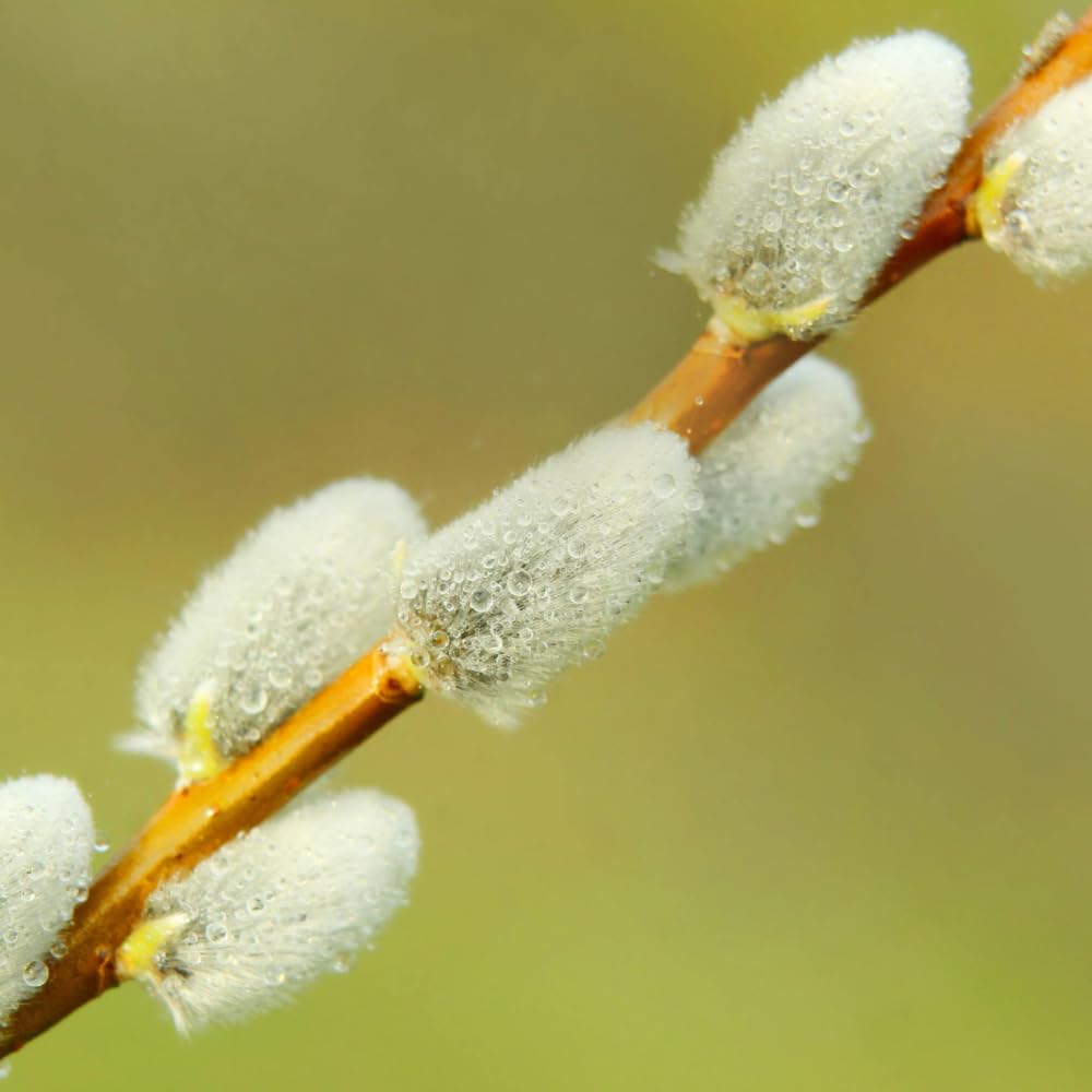 Set 2 Willow Tree Bare Roots 6-12'' Tall, 1 Year Old Willow Plants Live, Winter Dormant, Cold-Hardy, Fast-Growing for Outdoor Planting (Pussy Willow Bare Roots)