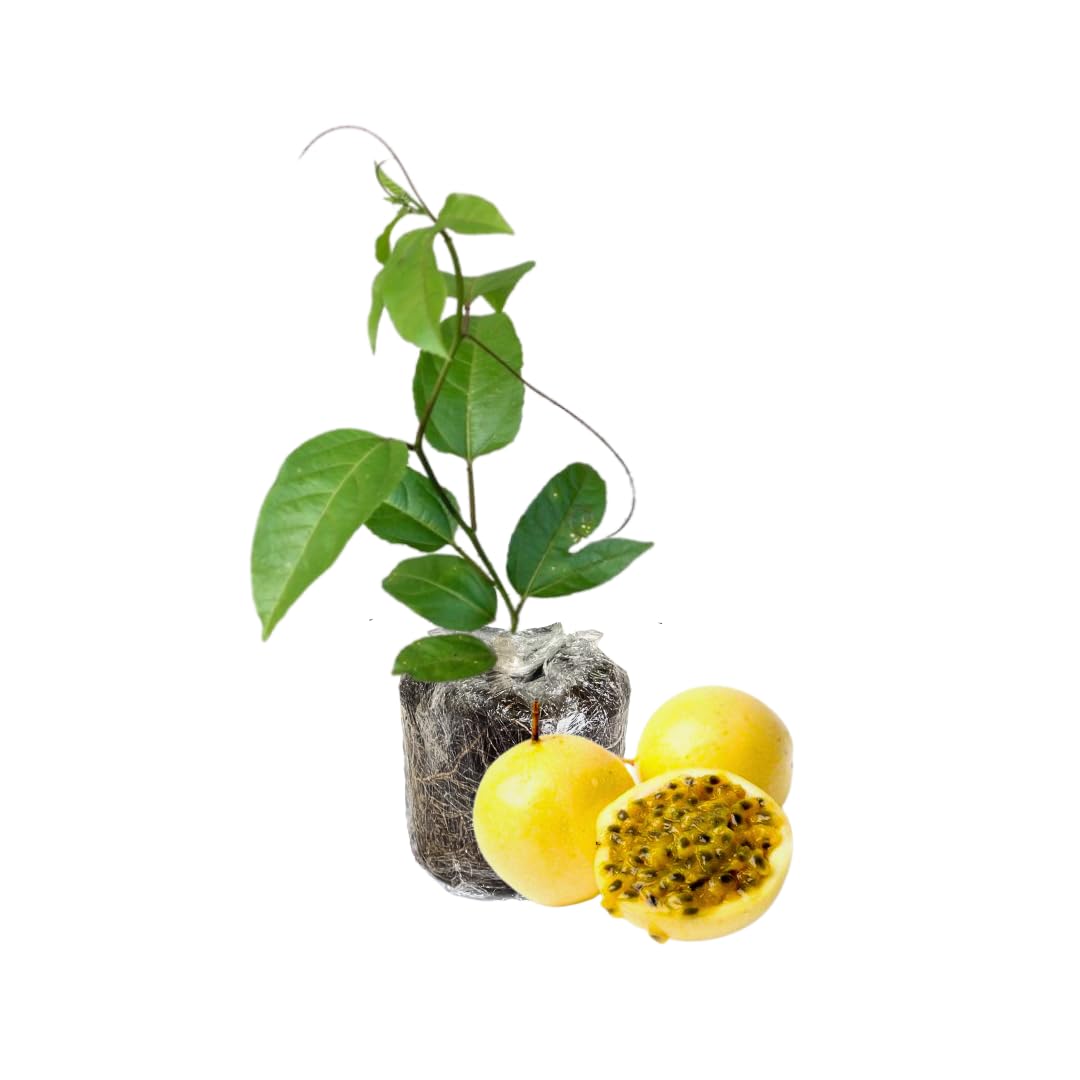 Yellow Passion Fruit Plants Live, Live Passion Fruit Vine Plants, 4 to 6 Inches Tall, Passion Plant