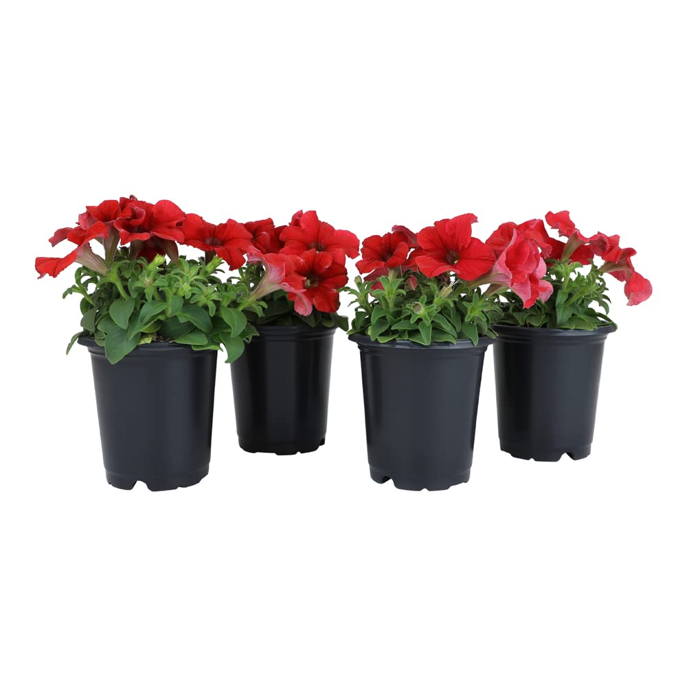 Live Petunia Flowers (4 Pack), Red Flowering Plants for Spring Gardening, Easy Plant Care, Garden Annuals, Red Petunias Multipack, Sun Loving Outdoor Annual