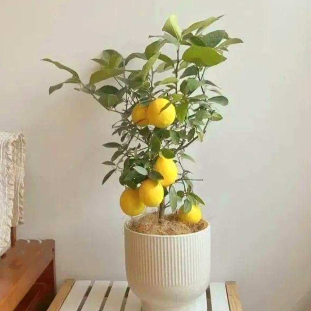 70 Seeds Lemon Trees Dwarf Lemon Bonsai. Perfume Lemon All-in-One Citrus Tree for Patio