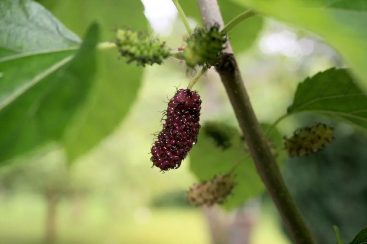 1 Red Mulberry Tree Live Starter Plant - Morus Rubra - Native American Fruit Tree with Delicious Berries