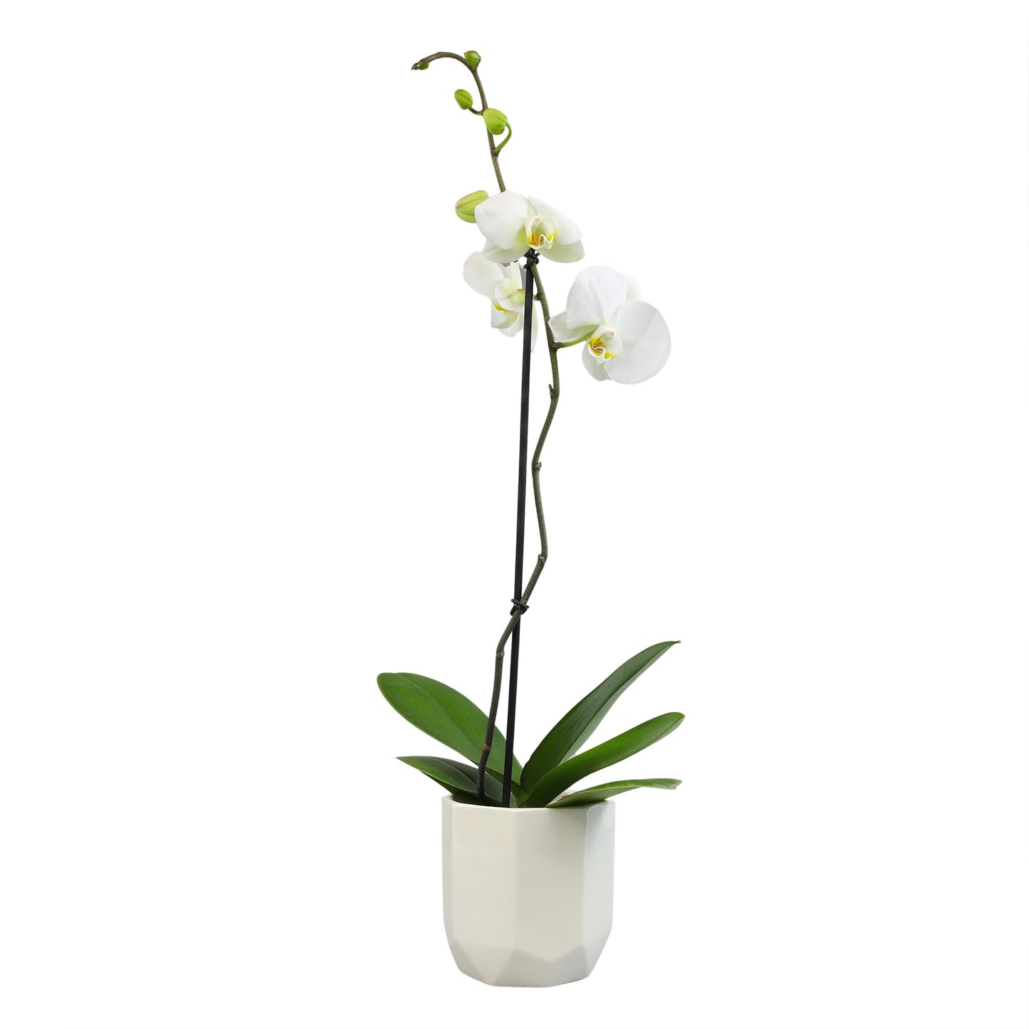 White Phalaenopsis Live Orchid Plant & White Orchid Pot, 20-24" Live Plant Gift, Fresh Orchids Plants Live House Plants, Live Plants Indoor Plants Live Houseplants Plant Lover Gift by Plants for Pets
