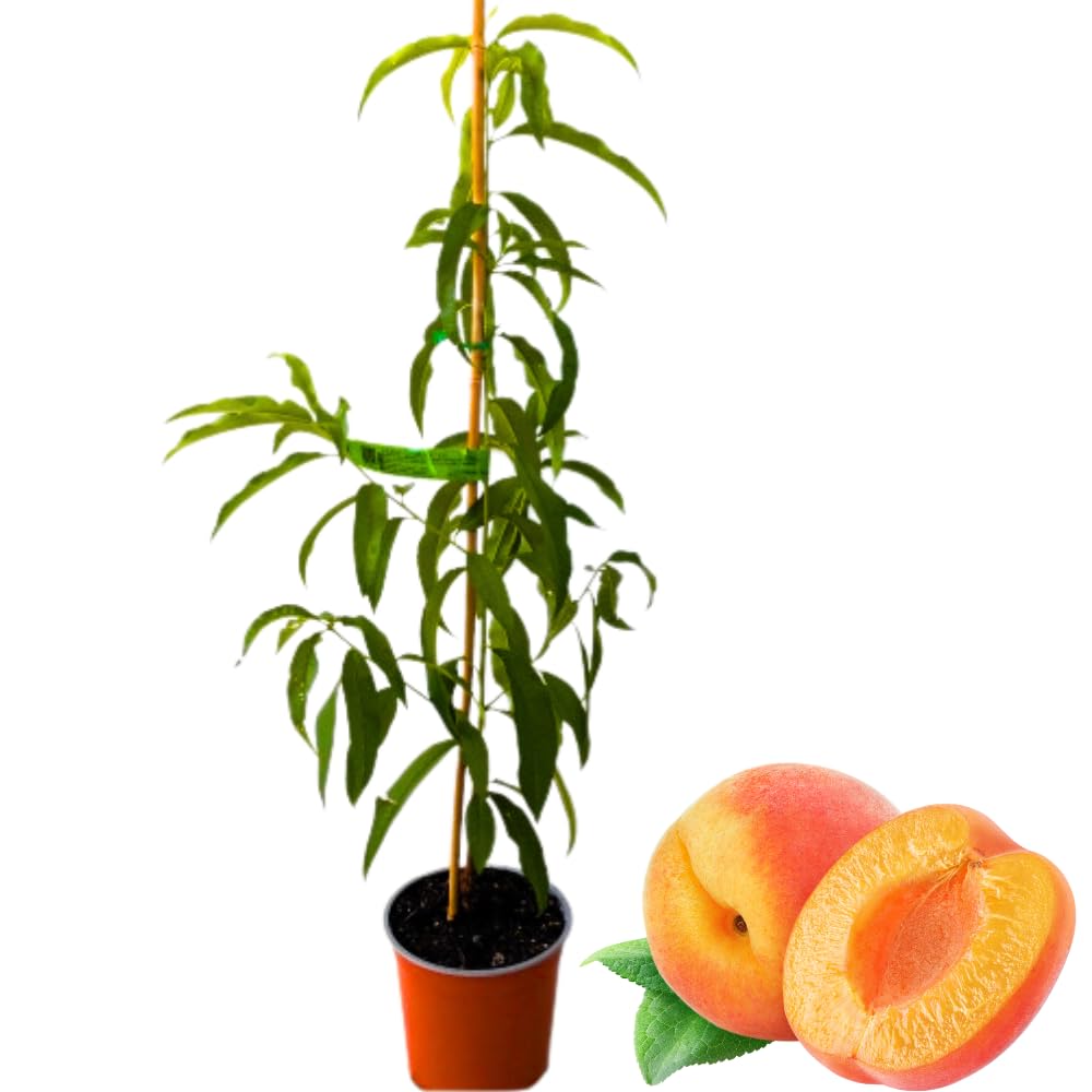 Grafted Yellow Red Peach Tree Live Plant, Well Rooted Peach Plant 1 Feet Tall for Planting Outdoor, Dormant, Ready to Bear Fruit Within 1-2 Years, No Pot