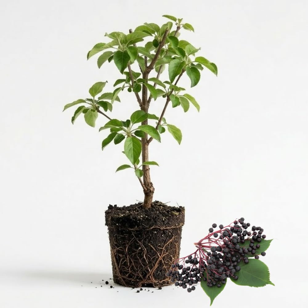2 Elderberry Live Plants | 8-12 Inches Bare Root Rooted Cuttings | Black Sambucus Deciduous Fruit Shrub | Well-Rooted for Outdoor Garden and Landscape