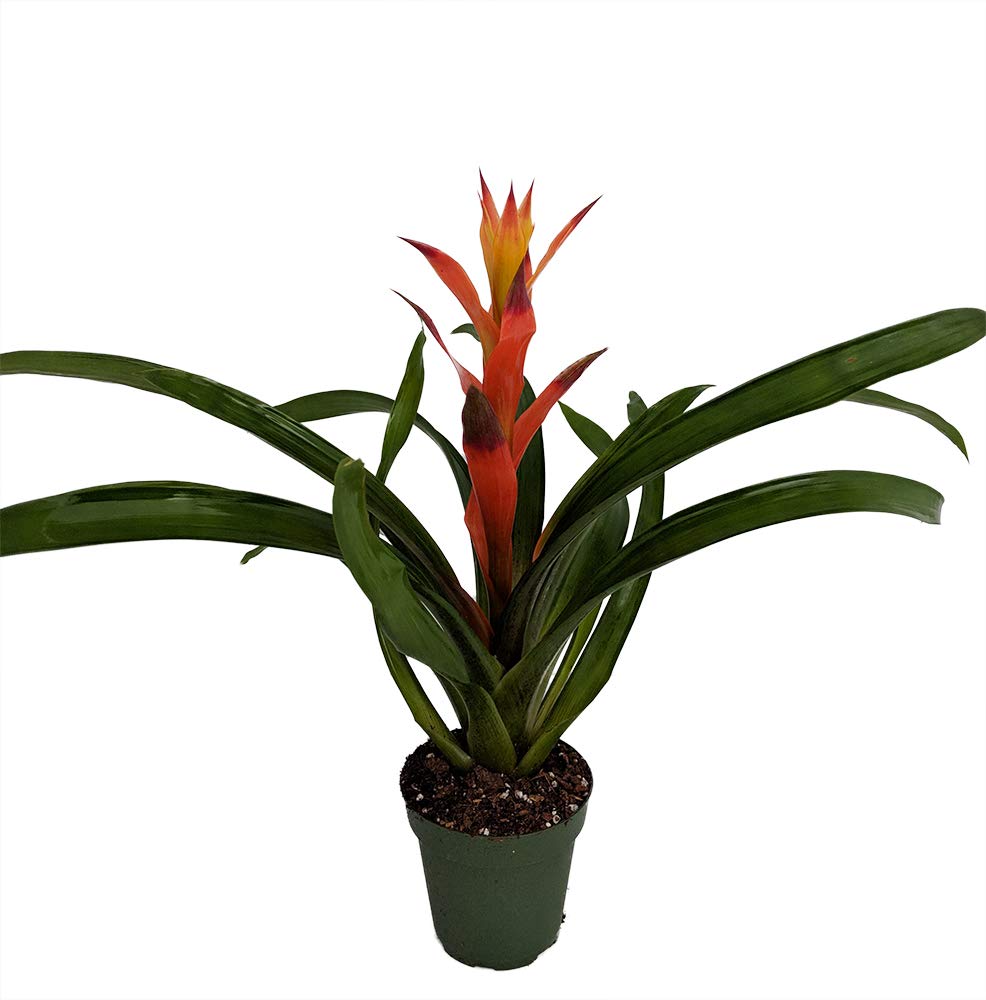 Orange Jazz Blazing Star Vase Plant - 4" Pot - Guzmania/Bromeliad