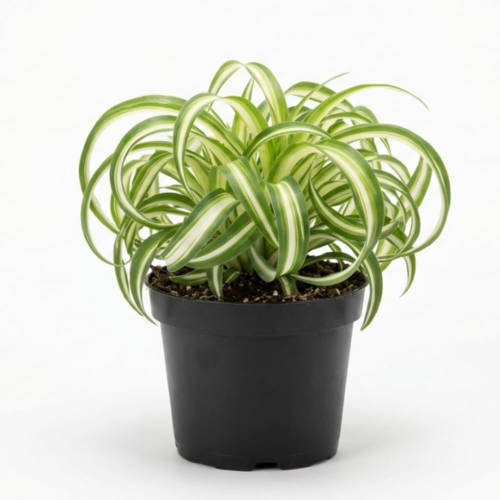 Curly Spider Plant Live Plant in 3.5 Inch Pot, Indoor Houseplant with Curled Leaves, Easy Care Spider Plant for Home Office Decor
