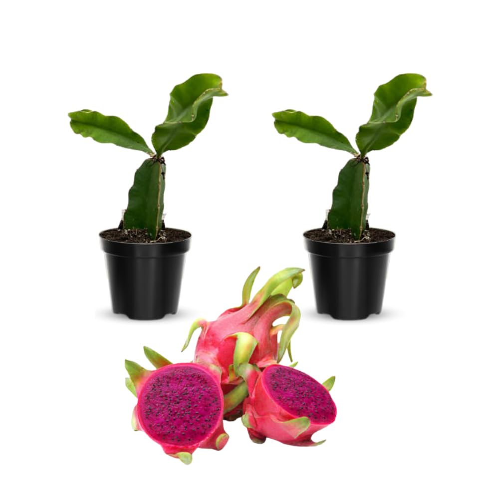 2 Baby Dragon Fruit Tree Live Plant, 4 to 7 Inc, Live Dragon Fruit Plant, Sweet Fruit Plant Outdoor Garden