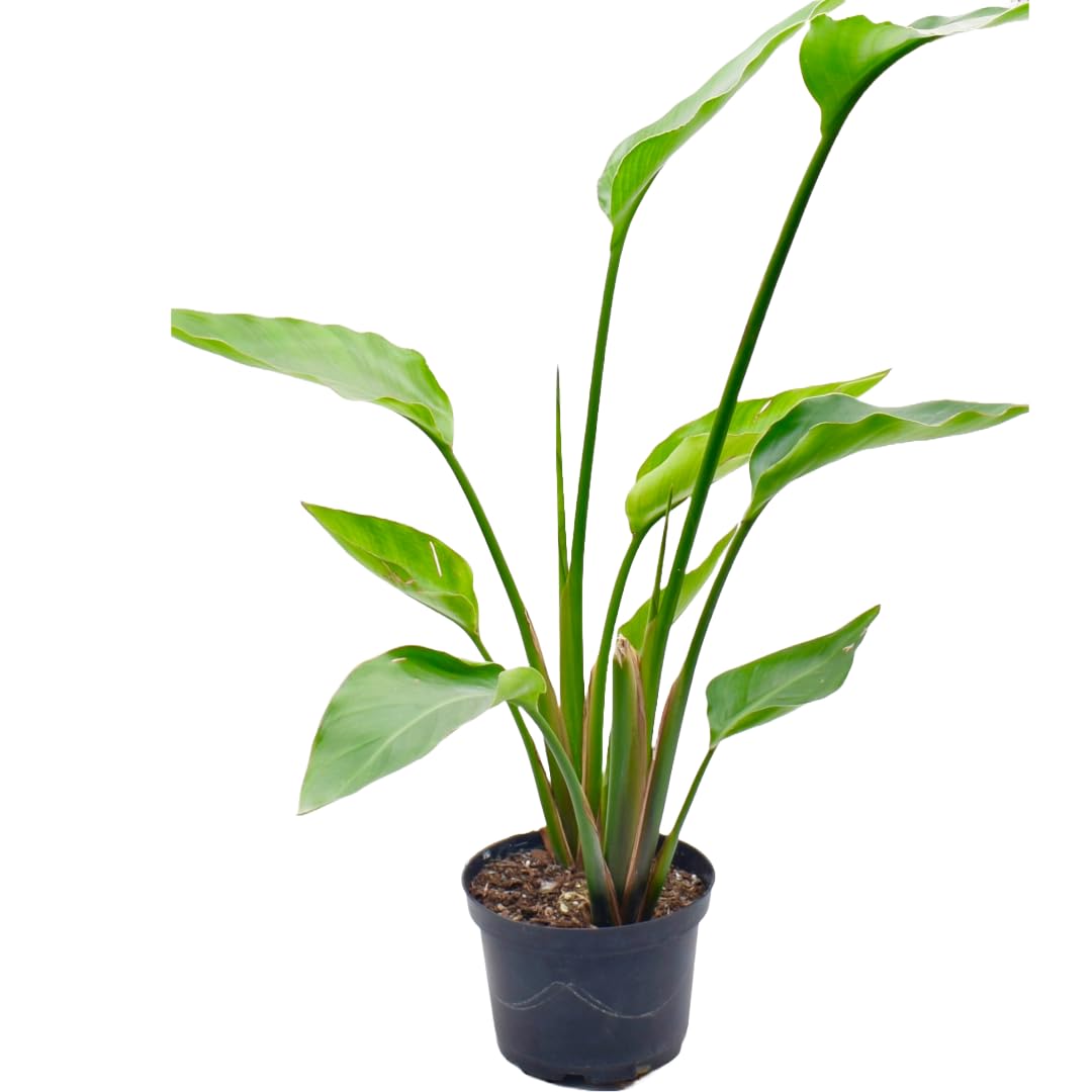 American Plant Exchange Live Orange Bird of Paradise Plant with Flowers, Ideal for Home and Garden Decor, 6" Pot