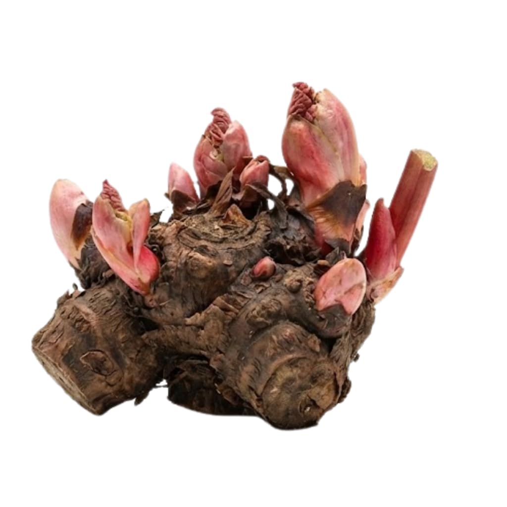 Victoria Rhubarb Plant, Well-Rooted 4-6" Rhubarb Root, Cold-Hardy High Yield Edible Plant for Backyard Rows