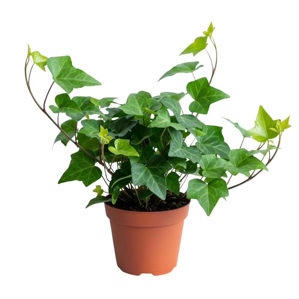 English Ivy Live Plant, Perennial English Ivy Vine Live Plant in Pot, 4 to 8 Inches Tall