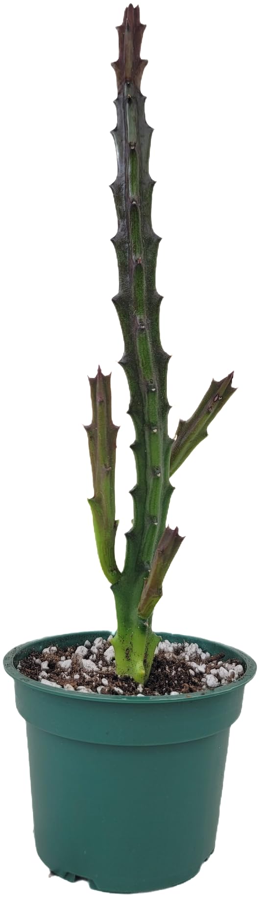 Lifesaver Plant with Purple Flowers - Live Plant in Pot - Stapelia Mutabilis - Beautiful Indoor Outdoor Cacti Succulent Houseplant with Exotic Blooms (1 Plant, in a 3.5" Pot)