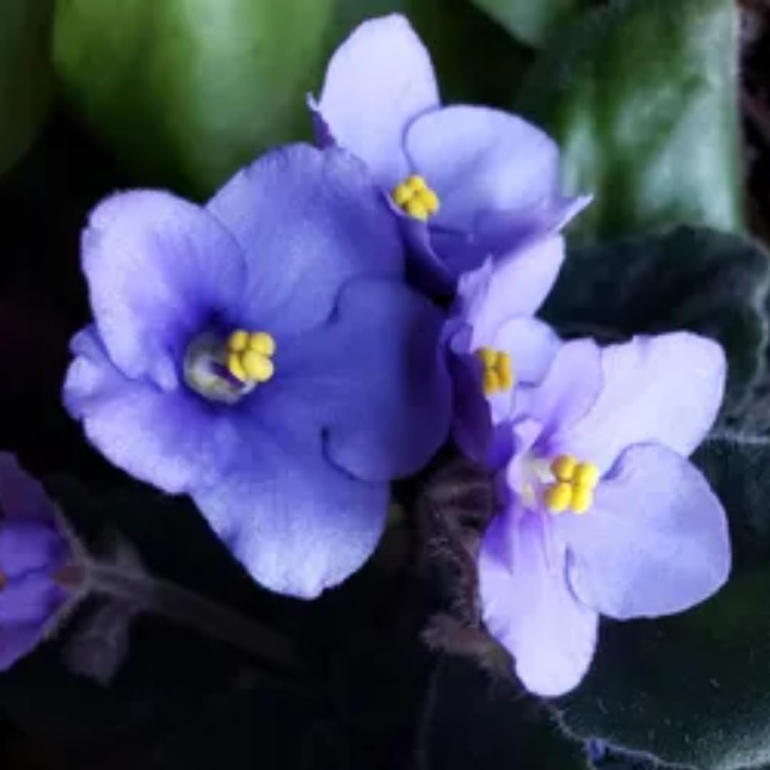 Light Blue African Violet Live Plant, 4 Inch Pot African Violets Live Plants, Violets Flowers Houseplants, Perennial Flowering Violet Plant Indoor Garden