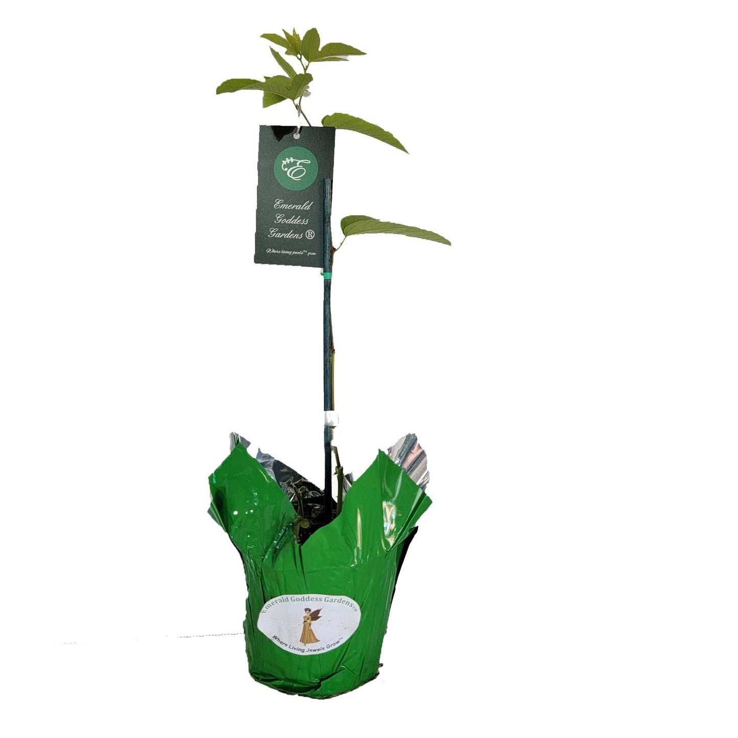 Lady Margaret - Passion Flower Vine - Passiflora coccinea Hybrid - Live Butterfly Plant - Burgundy Red Bloom - Emerald Goddess Gardens - Starter Sz 4 Inch Pot