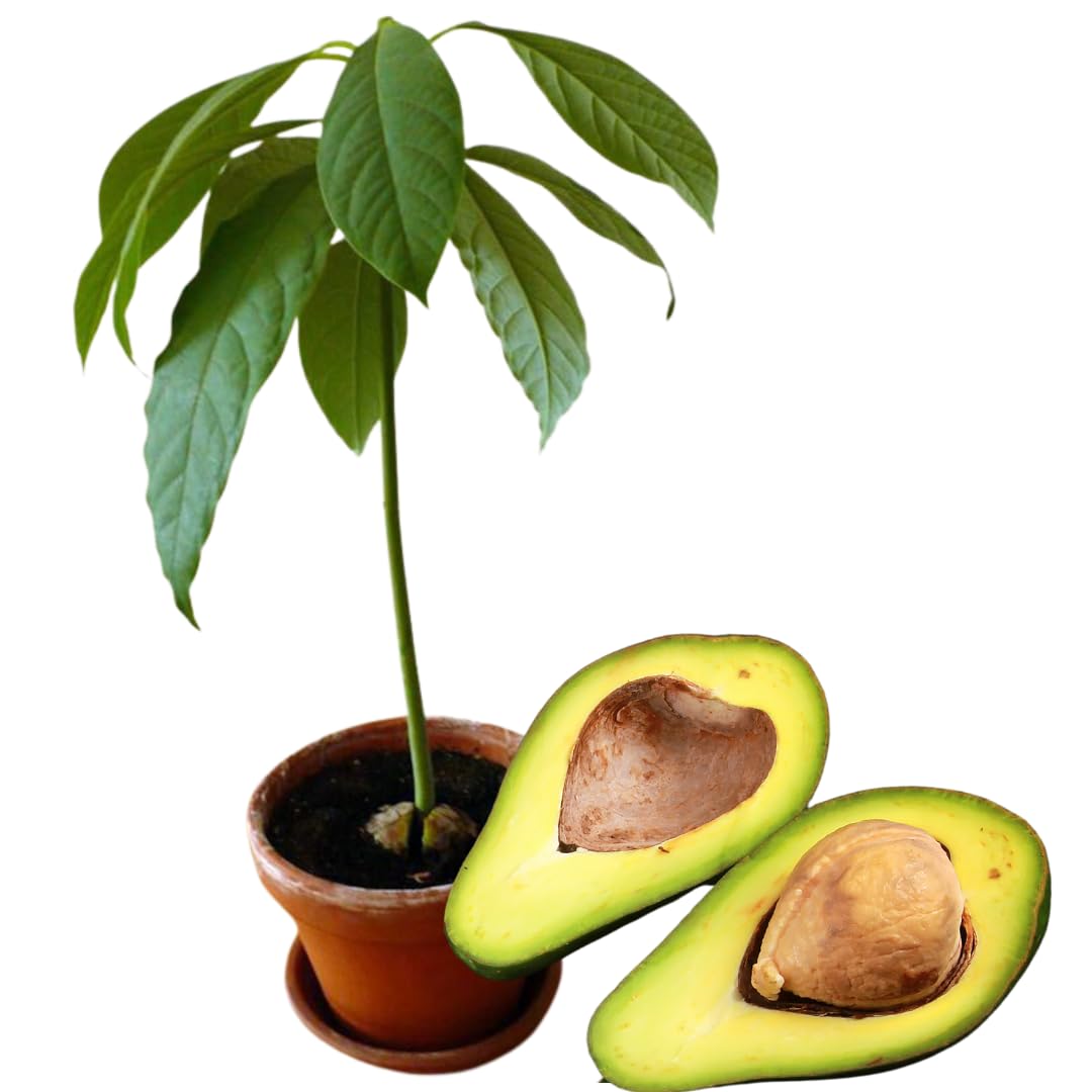 8"-11" Avocado Trees Live Plants in Half Gallon Pot, Avocado Plant, Winter Hardy, 1 Year Old Tree