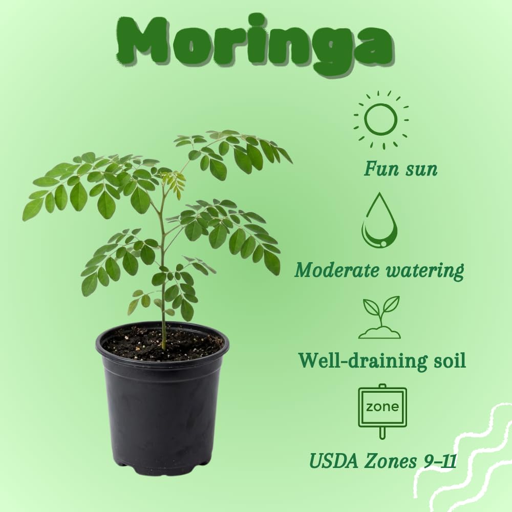 2PPP Moringa Tree Plant Live, Moringa Oliefera Plant, Well Rooted, 4-7" in Height in 4" Pot for Growing