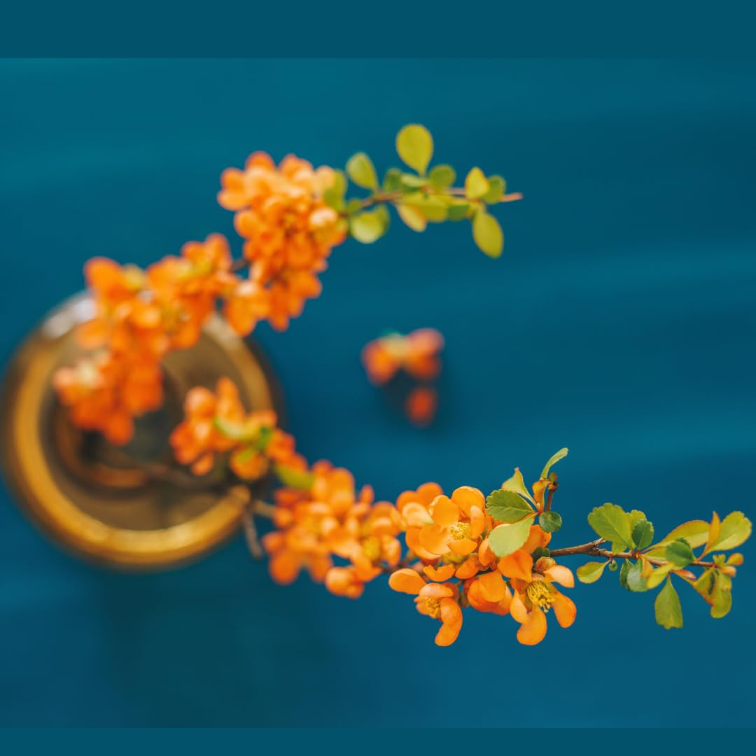 Chaenomeles Japonica Flowering Quince Tree Live Plant Bush Shrub, 3-6" in Tall in 4" Pot, Well Rooted Starter Plants, Zones 5-9, Apricot Peach Color Bloom
