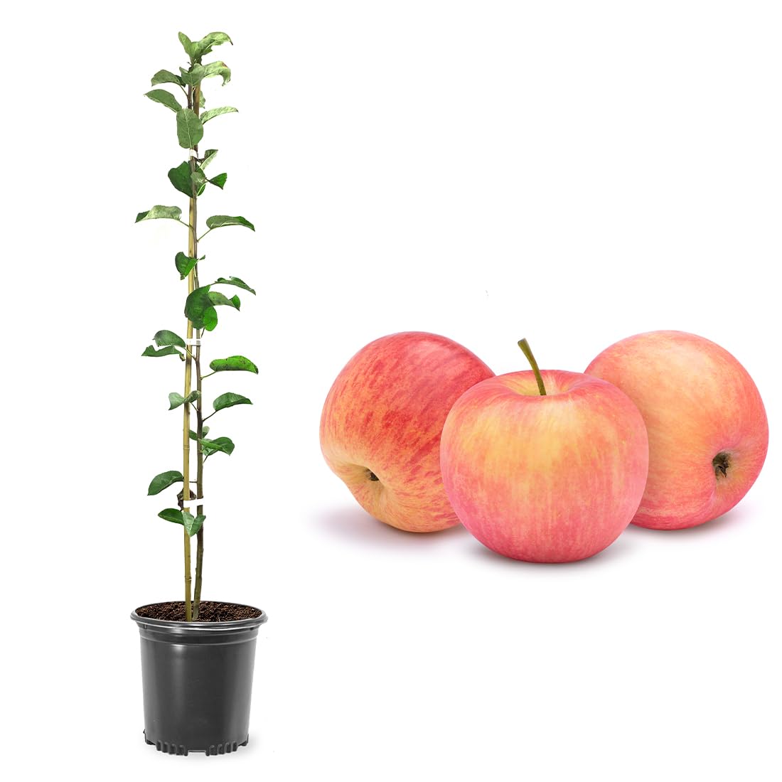 American Plant Exchange Fuji Apple Tree, 1 Gallon Pot, 2-3 ft Tall, Live Outdoor Fruiting Plant, Sweet & Tart Fruit