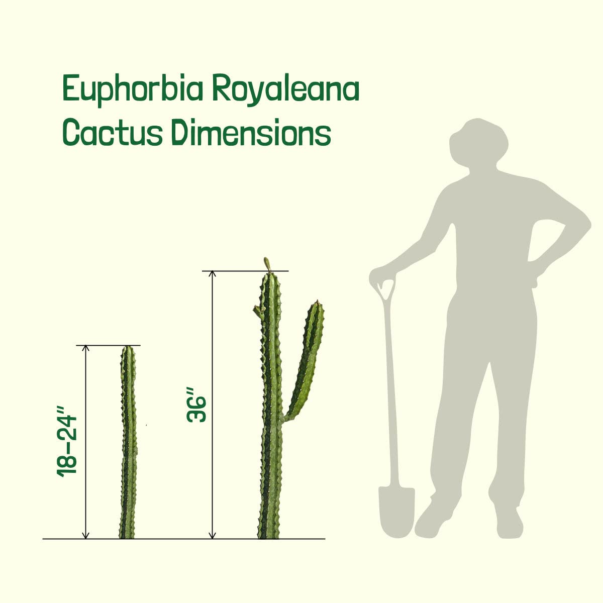 Cactus Outlet - Cactus Plants Live, Euphorbia Royaleana Live Cactus 18”-24" - Rare Large Live Cactus - Landscape Ready Large Cactus Plant Live Delivered Right to Your Door