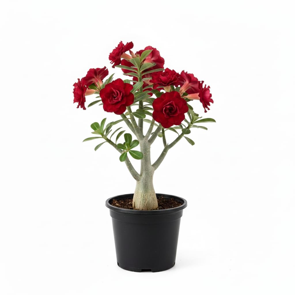 Desert Rose Live Plant, Adenium Desert Rose 4-8'' Tall, Hardy Flowering Succulent for Indoor Outdoor Gardens (Red Flowers)