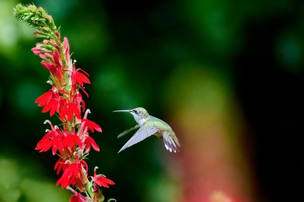 Red Cardinal FlowerRootstock for Planting - Lobelia cardinalis - Stunning Red Blooms, Attracts Hummingbirds (1 Plant)