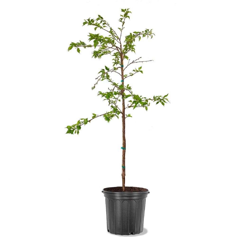 Cherry Flowering Tree, 5 gal. (Yoshino) (Due to Agricultural Laws, we Cannot Ship to CA, AZ, AK, or HI)
