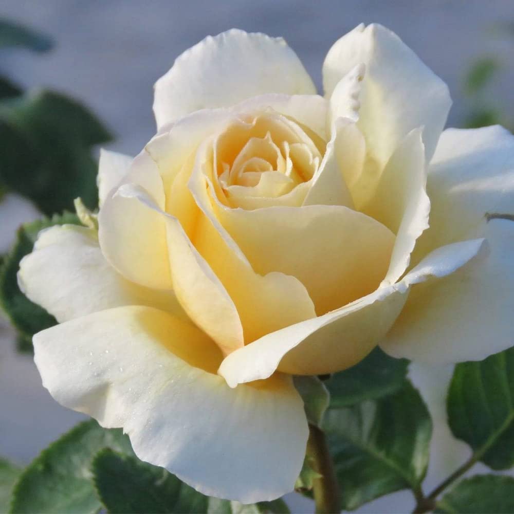 Heirloom Roses Rose Plant - Sand Castle Yellow Rose Bush, Hybrid Tea Live Plant for Planting Outdoors