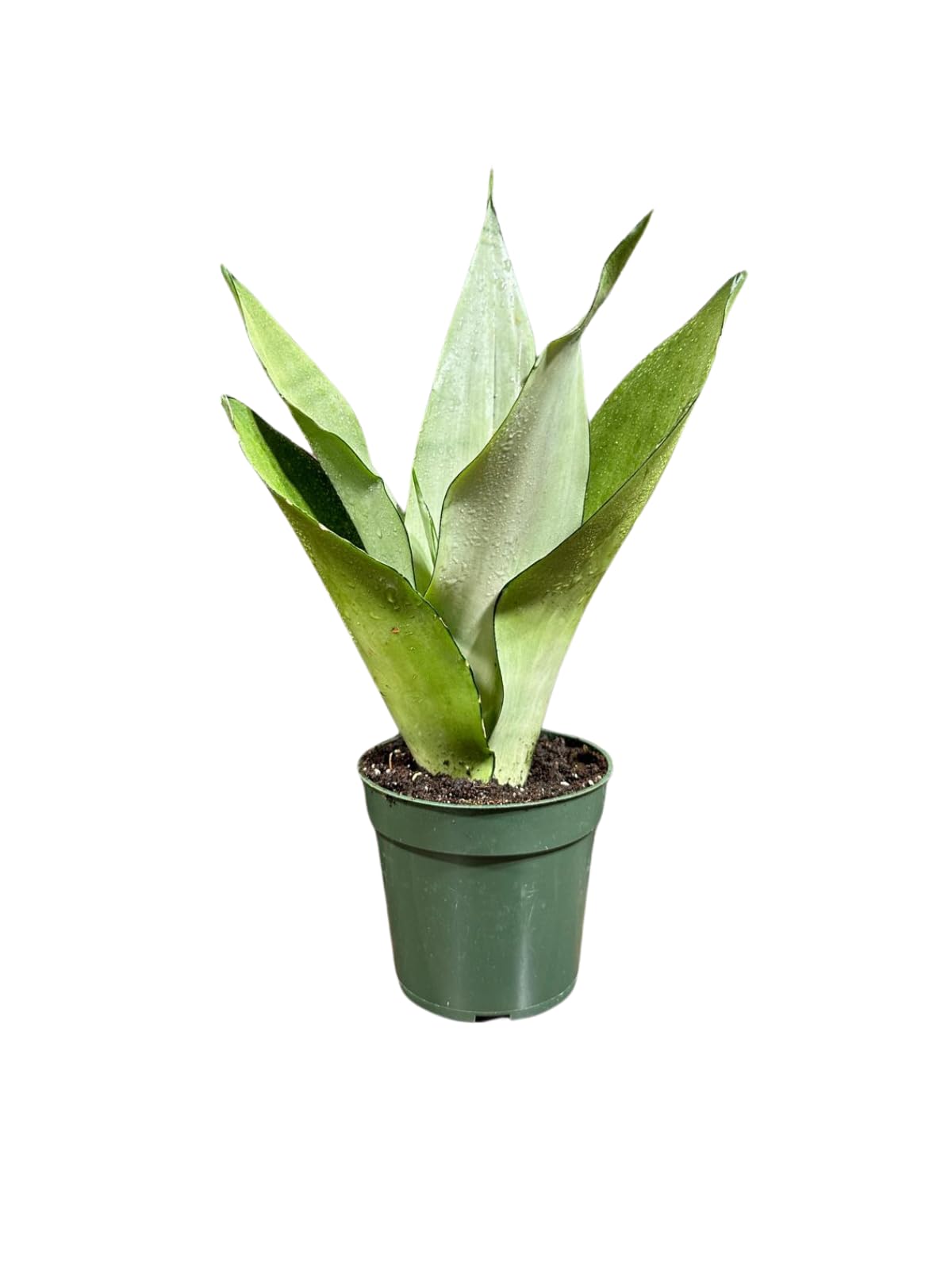 Sansevieria Moonshine in 4" Pot - Live Snake Plant - Easy to Grow Indoor Plant - Air Purifier House Plant - Office Gift
