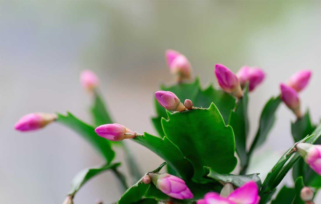 American Plant Exchange Live Christmas Cactus 2-Pack – 4-Inch Pot Cover – Easy Care Flowering Succulents with Festive Blooms for Holiday Home Décor, Kitchens, Offices & Indoor Winter Displays