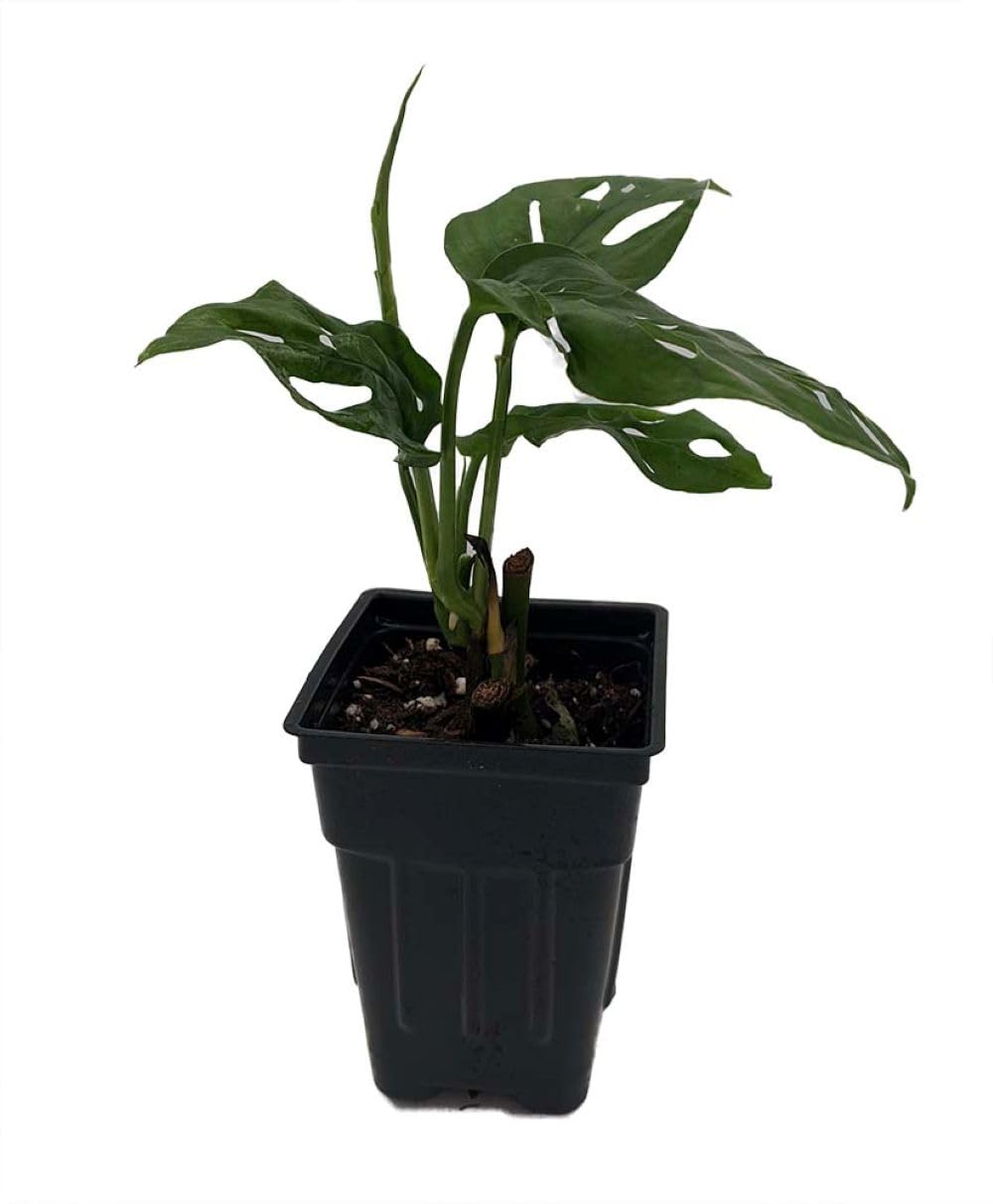 Swiss Cheese Plant - Monstera adansonii - 2.5" Pot