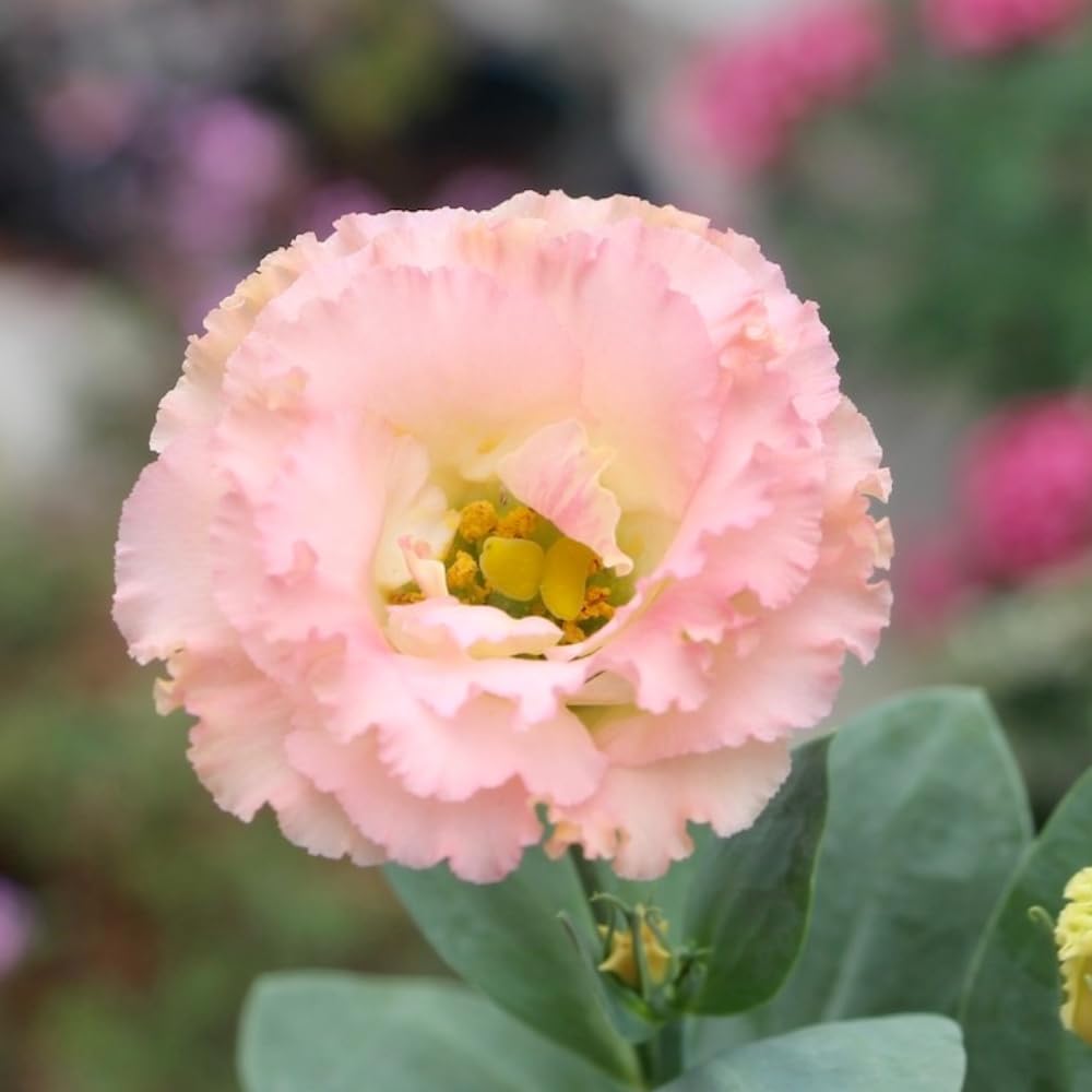 Combo 3 Eustoma Lisianthus Live Plants, Well-Rooted Starter Plug Size, Thornless Love Rose Plant Zones 8 to 10, Cold Hardy, 3 to 4 Inches in Tall, No Pot, Apricot
