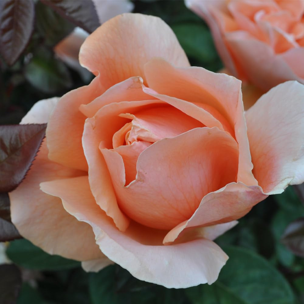 Heirloom Roses Rose Plant - Abbaye de Cluny® Apricot Rose Bush, Shrub Live Plant for Planting Outdoors