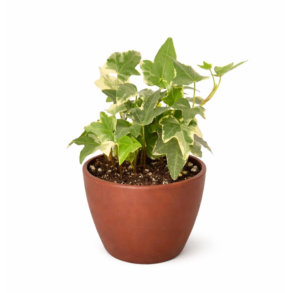 Glacier English Ivy (4 inch) - Air-Purifying Houseplants - 4/6 inch Unique Live Decorative Houseplants - Low-Maintenance Indoor Plants, House Warming Gift, Natural Air Purifier