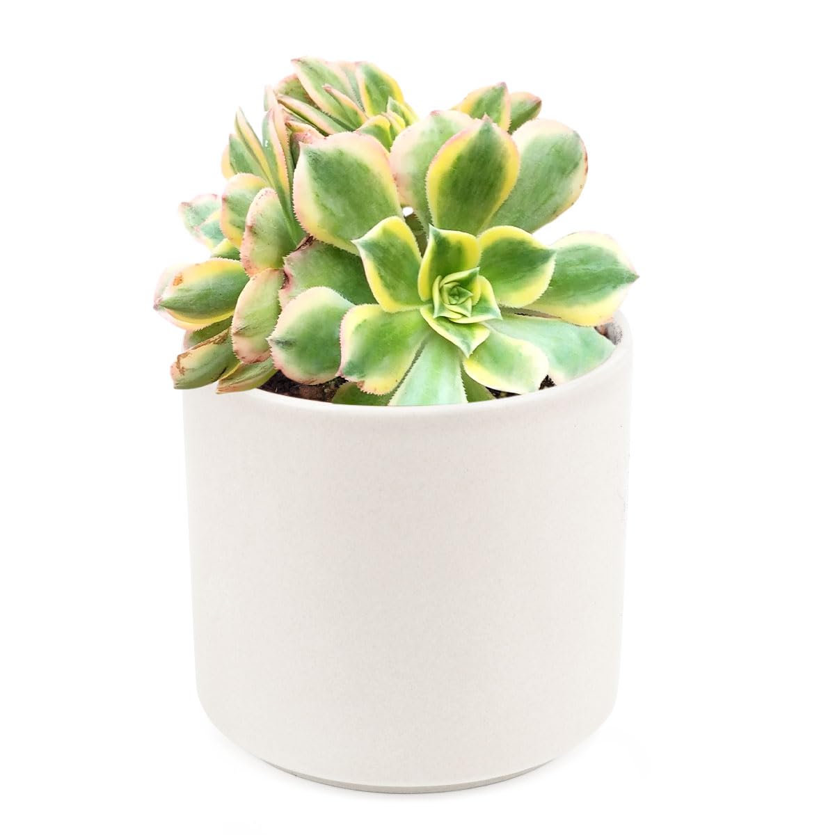 Aeonium Sunburst Copper Pinwheel - Live Succulent Plant, 4 Inch Pot, Variegated Green Yellow Rosette Leaves with Pink Edges, Easy to Care Plant for Home Garden Decor, Plant Gifts (Plastic Pot, 4 Inch)